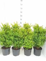 Buxus, Tuin en Terras, Vaste plant, Bloeit niet, Halfschaduw, Ophalen