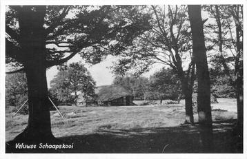 (379-172-025) Veluwese Schaapskooi beschikbaar voor biedingen