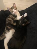 Lieve kittens zoeken warm huisje., Dieren en Toebehoren, Katten en Kittens | Overige Katten, Kater
