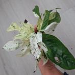 Epipremnum Pinnatum Marble stekjes, Huis en Inrichting, Kamerplanten, Ophalen of Verzenden, Halfschaduw, Minder dan 100 cm