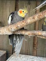 Valkparket man, Dieren en Toebehoren, Vogels | Parkieten en Papegaaien, Mannelijk, Parkiet