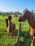 Knappe welsh c pony!, Dieren en Toebehoren, Pony's