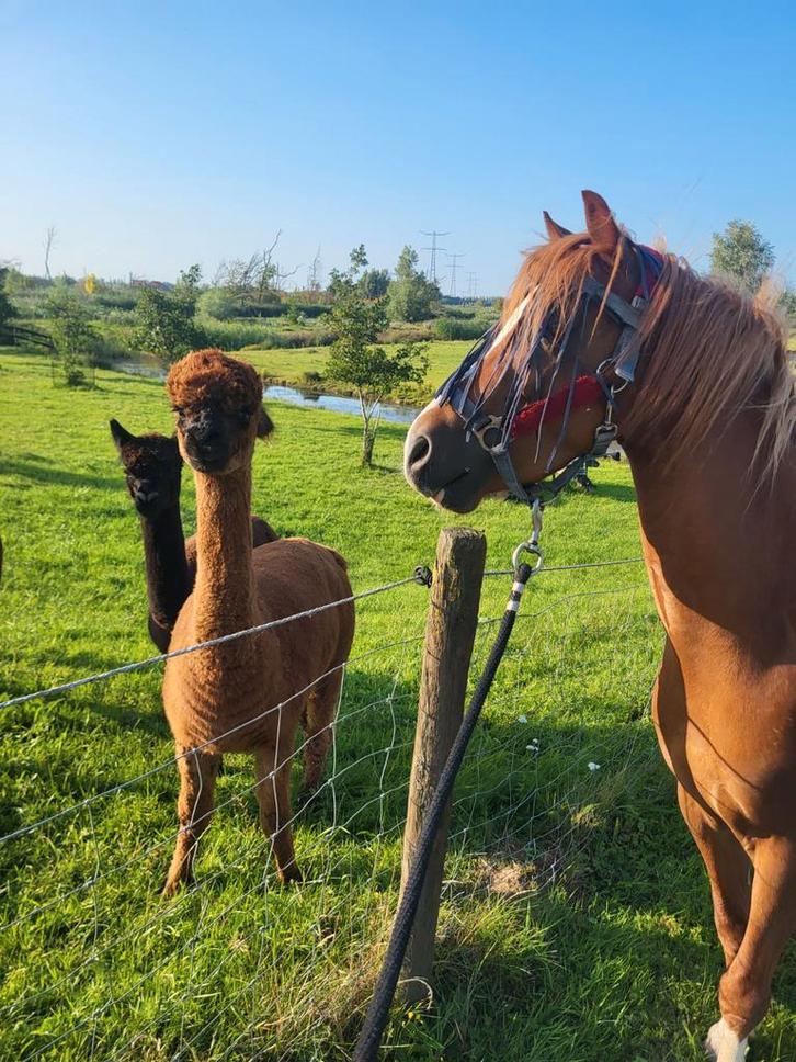 Knappe welsh c pony!, Dieren en Toebehoren, Pony's