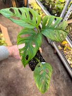 Monstera Monkey Mask - Jonge Plant in 9cm Pot, Overige soorten, In pot, Minder dan 100 cm, Groene kamerplant