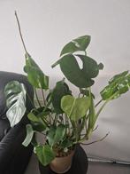 Planten, Huis en Inrichting, Kamerplanten, Ophalen, Overige soorten
