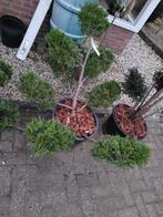 Juniperus  vormsnoei, Tuin en Terras, Planten | Bomen, Ophalen, Volle zon, Overige soorten