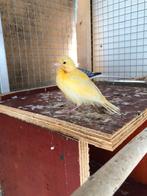 Mooie gele kanarie onverwant geslacht weet ik niet., Dieren en Toebehoren, Vogels | Kanaries, Meerdere dieren, Kleurkanarie