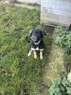 lieve kruising pups Duitse herder /mechelaar, Dieren en Toebehoren, België, CDV (hondenziekte), 8 tot 15 weken, Groot