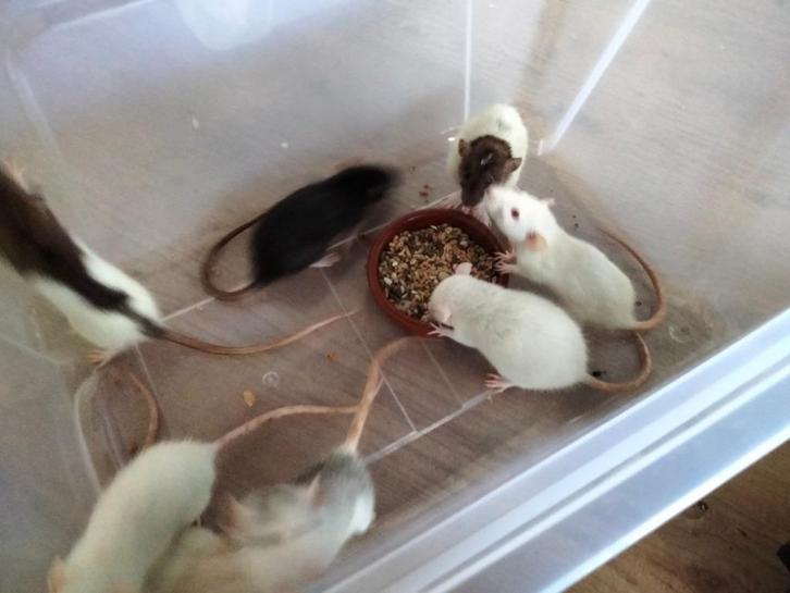 Ratjes, Dieren en Toebehoren, Knaagdieren, Meerdere dieren, Rat, Mei