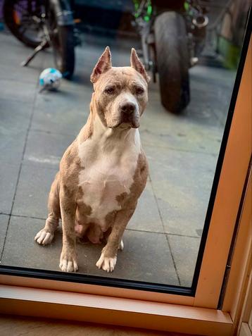 American Bully XL Merle Teef – 2,5 jaar oud –  ABKC Stamboom beschikbaar voor biedingen