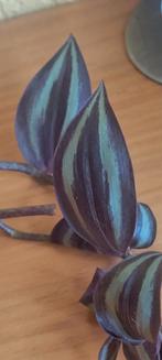 Tradescantia, Huis en Inrichting, Kamerplanten, Ophalen, Halfschaduw, Minder dan 100 cm