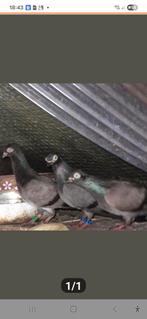 Erlauer hoogvliegers, Meerdere dieren, Overige soorten