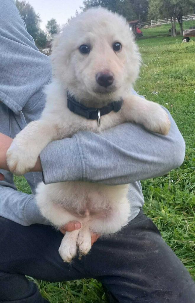 Snowball – klein hartje vol warmte, Dieren en Toebehoren, Honden | Niet-rashonden, Klein, Reu, Particulier, Eén hond, Buitenland