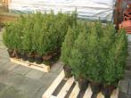 Kerstboompjes Conica`s in pot hele Mooie, Overige soorten, Zomer, Ophalen, Volle zon
