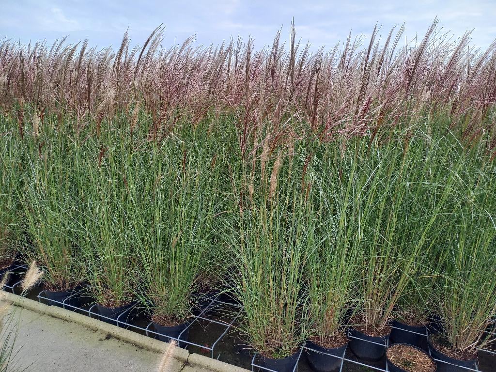 miscanthus gracillimus, panicum northwind, pampasgras, Ophalen, Overige soorten, Volle zon