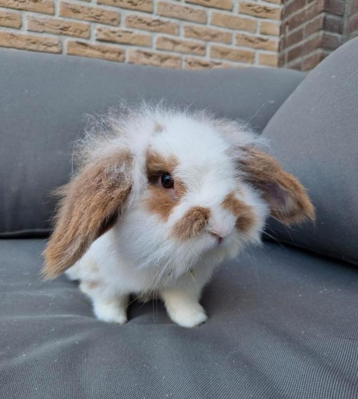 Lief dwerghangoor konijn zoekt nieuw huisje, Dieren en Toebehoren, Konijnen, Klein, Mannelijk, 0 tot 2 jaar, Hangoor