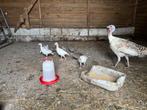 4 parelhoender kuikens, 5 weken oud, geslacht onbekend, Dieren en Toebehoren, Pluimvee, Geslacht onbekend, Overige soorten