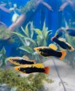 Leuke Hawaii HiFin Platys in Hilversum, Vis