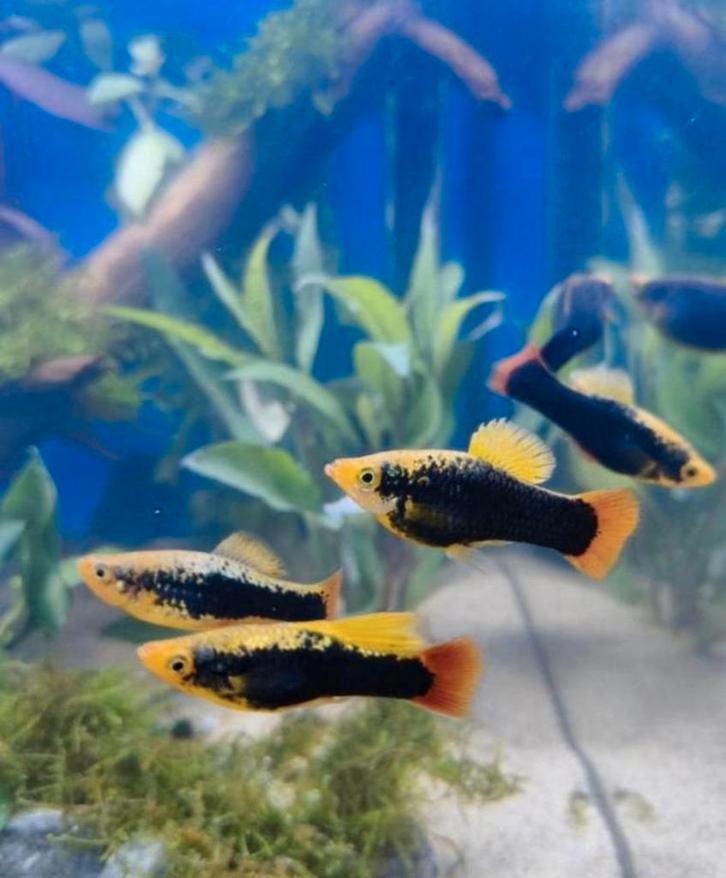 Leuke Hawaii HiFin Platys in Hilversum, Dieren en Toebehoren, Vissen | Aquariumvissen, Vis