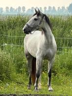 Buitenkans! Mooie en lieve 6 jarige merrie (projectpaard), Minder dan 160 cm, 3 tot 6 jaar, Recreatiepaard, Merrie