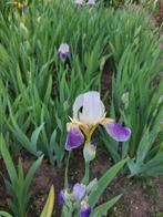 Paars Witte Irissen - 30 stuks, Tuin en Terras, Planten | Tuinplanten, Ophalen, Zomer, Vaste plant, Overige soorten