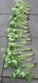 17 Geranium macrorrhizum paars/roze, Tuin en Terras, Planten | Tuinplanten, Ophalen of Verzenden