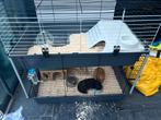 Cavia, Dieren en Toebehoren, Knaagdieren, Cavia, Mannelijk, Januari, Tam