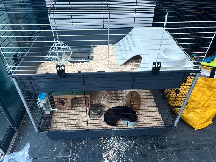 Cavia, Dieren en Toebehoren, Knaagdieren, Mannelijk, Cavia, Januari, Tam