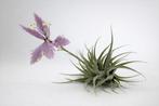 Tillandsia Cacticola, Ophalen of Verzenden, Halfschaduw, Minder dan 100 cm