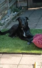 Lieve jonge labrador zoekt een liefdevolle thuis, Dieren en Toebehoren, Particulier, Rabiës (hondsdolheid), Reu, 1 tot 2 jaar