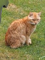 Wie mist mij., Kat