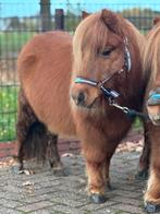 ❤️❤️❤️Brave vosse mini pony’s ❤️❤️❤️, Dieren en Toebehoren, Pony's, Gechipt, 0 tot 2 jaar, Hengst, A pony (tot 1.17m)