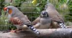 AAnbieding koppels wildkleur zebravinken, Dieren en Toebehoren, Vogels | Overige Vogels, Meerdere dieren, Tropenvogel