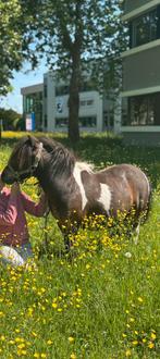 Stalling gezocht shetlander!!!, Dieren en Toebehoren, Stalling