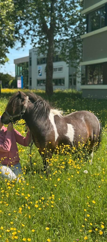 Stalling gezocht shetlander!!!, Dieren en Toebehoren, Stalling en Weidegang, Stalling