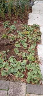 Vrouwenmantel (Alchemilla mollis) €1,00 per stuk, Ophalen, Bodembedekkers, Vaste plant, Halfschaduw