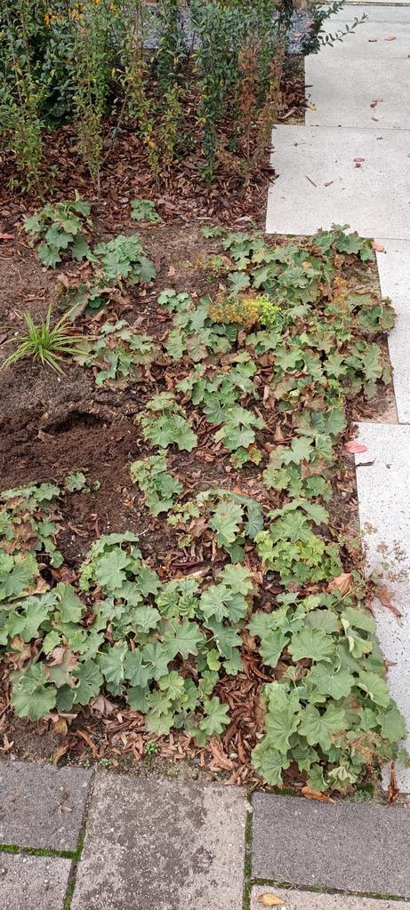 Vrouwenmantel (Alchemilla mollis) €1,00 per stuk, Tuin en Terras, Planten | Tuinplanten, Vaste plant, Bodembedekkers, Halfschaduw