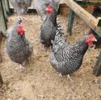 Noord Hollandse Blauwe kippen., Dieren en Toebehoren, Pluimvee, Vrouwelijk, Kip