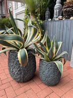 Mooi set sierpotten(afkomstig intratuin)met bonte agaves, Ophalen, Zomer, Overige soorten, Volle zon
