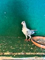 mooi kuiken, Dieren en Toebehoren, Vogels | Duiven