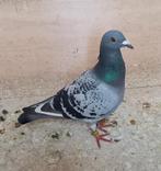 Postduif, Dieren en Toebehoren, Mannelijk, Postduif