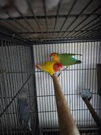 Koppels agapornissen met kooi., Dieren en Toebehoren, Meerdere dieren, Dwergpapegaai of Agapornis