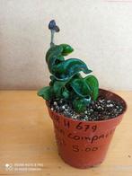 Hoya compacta pm 8.5 nummer H679, Ophalen of Verzenden, Overige soorten, Minder dan 100 cm
