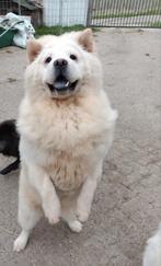 Te koop chow chow reu, Dieren en Toebehoren, Rabiës (hondsdolheid), Reu, 1 tot 2 jaar, Poolhond