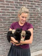 6 Pomeranian pups met FCI stamboom in NL geboren, Dieren en Toebehoren, Keeshond, 8 tot 15 weken, Teef, Meerdere