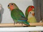 Jong agapornis rosei collie, ook leuk om tam te maken., Dieren en Toebehoren, Vogels | Parkieten en Papegaaien, Geslacht onbekend