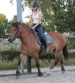 Prachtig super brave merrie geschikt voor beginner, Dieren en Toebehoren, Pony's, B, Recreatiepony, Merrie, E pony (1.48m - 1.57m)
