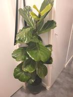 Bloomique - Ficus Lyrata - Vioolbladplant - Kamerplanten, Ophalen, Ficus, Halfschaduw