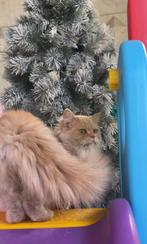 Katten ter adoptie aangeboden, Kater, Gechipt