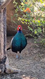 1-1 Versicolor Fazanten, Dieren en Toebehoren, Meerdere dieren, Geringd
